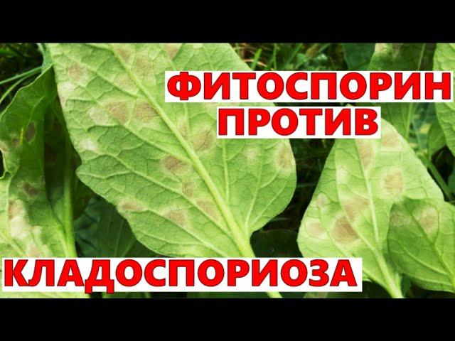 Кладоспориоз томатов в теплице Лечение фитоспорином