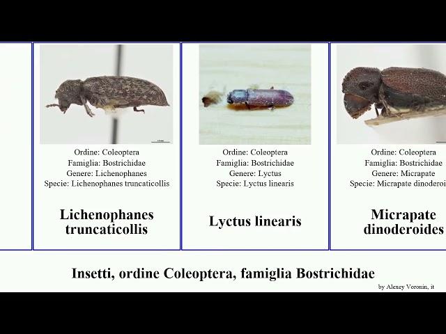 Insetti, ordine Coleoptera, famiglia Bostrichidae insect picea sericea linearis Scobicia Sinoxylon