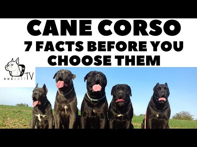 Before you buy a dog - CANE CORSO - 7 facts to consider! DogCastTV!