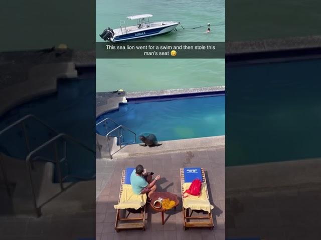 Sea Lion Steals Pool Chair