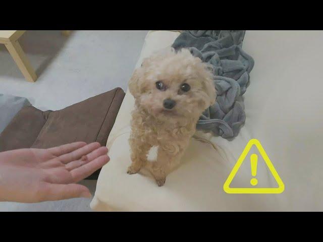 【VSフィラリア薬】フィラリア予防薬を食べてくれない愛犬…