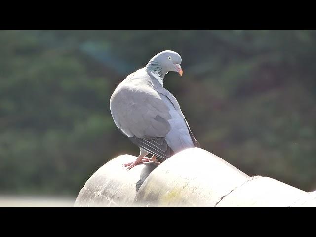 Chant du pigeon ramier