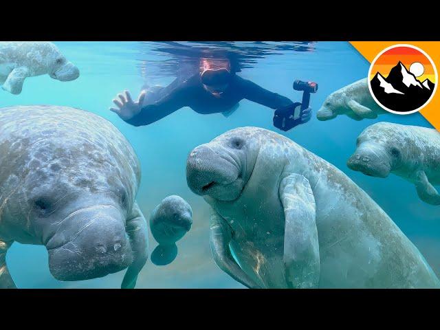 I Swam with 100 Manatees!