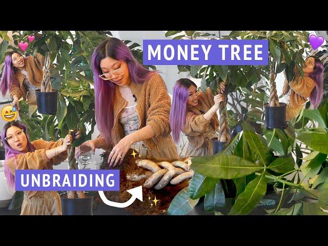 BIG MONEY TREE UNBRAIDING + REPOTTING  Wrestling my Pachira tree into submission ‍️