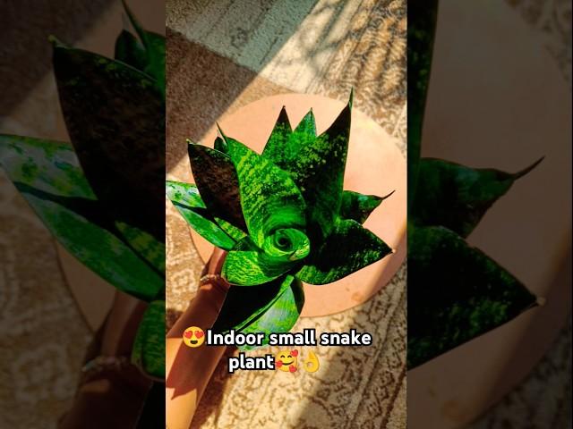 Indoor small snake plant#shorts#youtube shorts#viral video#khoobsurat#garden