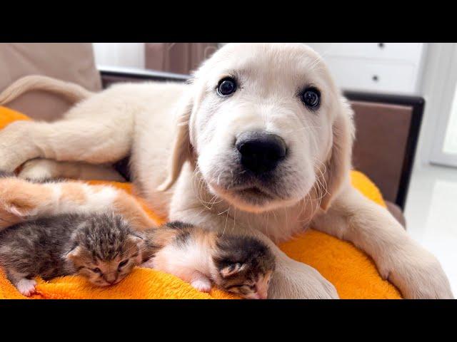 Golden Retriever Puppy Confused by Baby Kittens