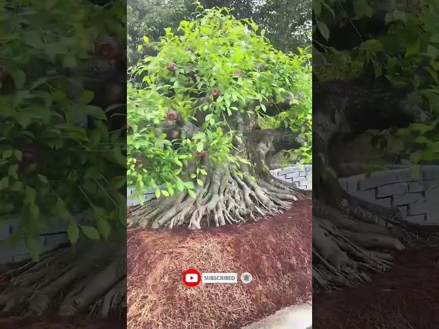 PROSES PROGRAMAN BONSAI FICUS MONSTER #bonsai #kimeng #ficus #bringin #shorts