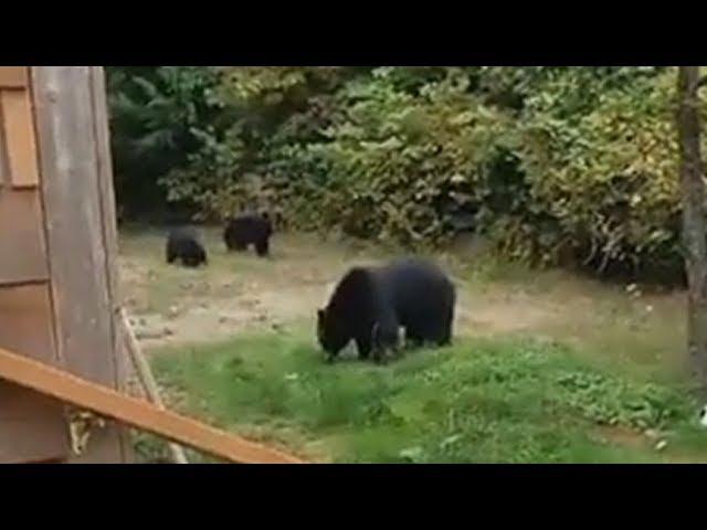 B.C. man politely asks bears to leave his backyard