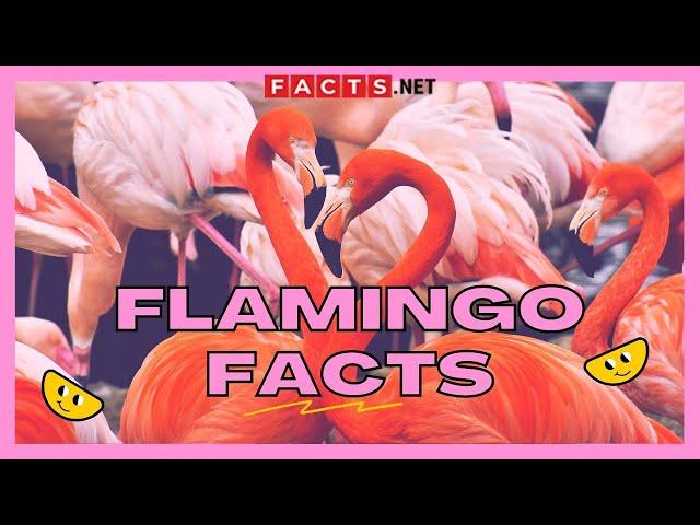 30 Strange Flamingo Facts That You Never Knew About