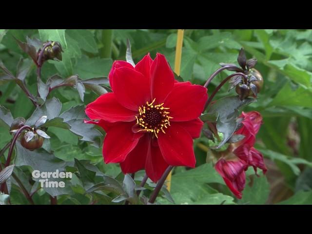 Portland Garden Conservancy Open Days Tour