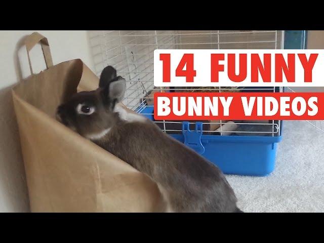 14 Funny Bunny Videos || Awesome Bunnies Compilation