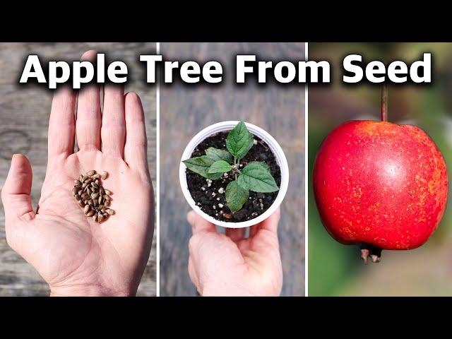 How to Grow an Apple Tree from SEED to FRUIT in 3 YEARS! 