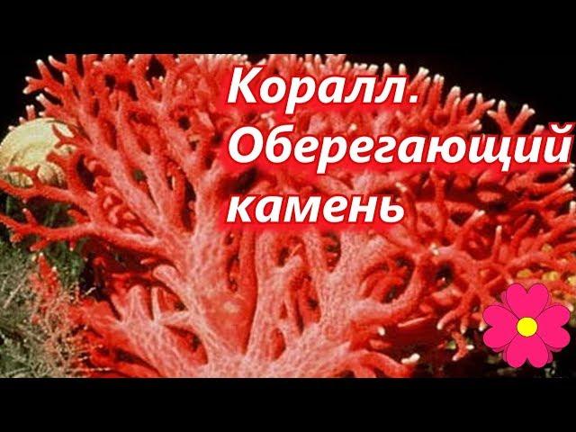 Коралл.  Оберегающий камень