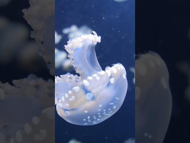 Jellyfish  #jellyfish #aquarium #nature #relaxingmusic