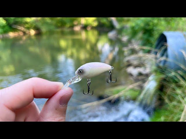 BIG Fish Eats Tiny Crankbait (Creek Fishing)