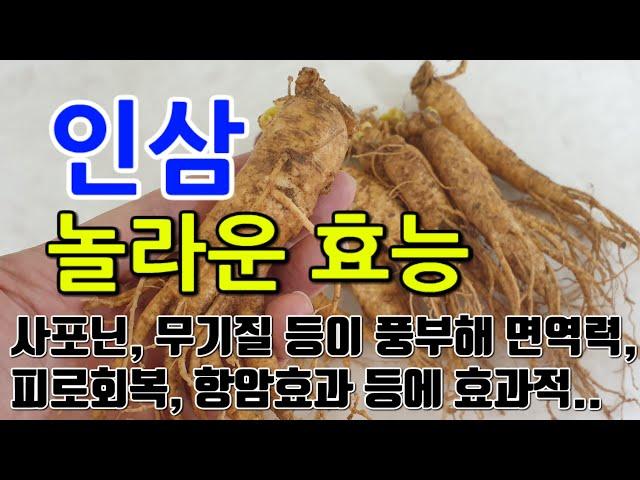 [인삼 효능] 인삼의 신비로움: 체력 증진과 면역 강화를 위한 보물 찾기