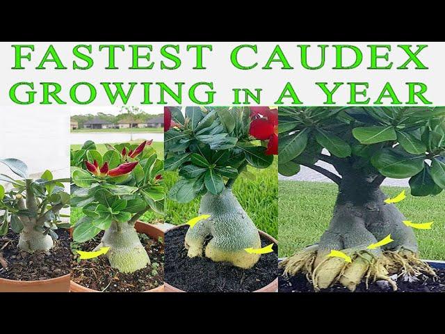 Fastest Growing Caudex In A Year - How to repot Desert Rose (Adenium)