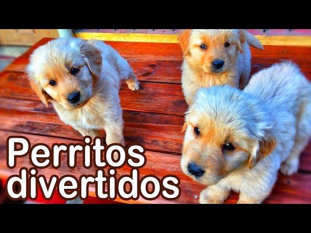 Perritos Divertidos - Animales Juguetones - Videos Infantiles Entretenidos - #