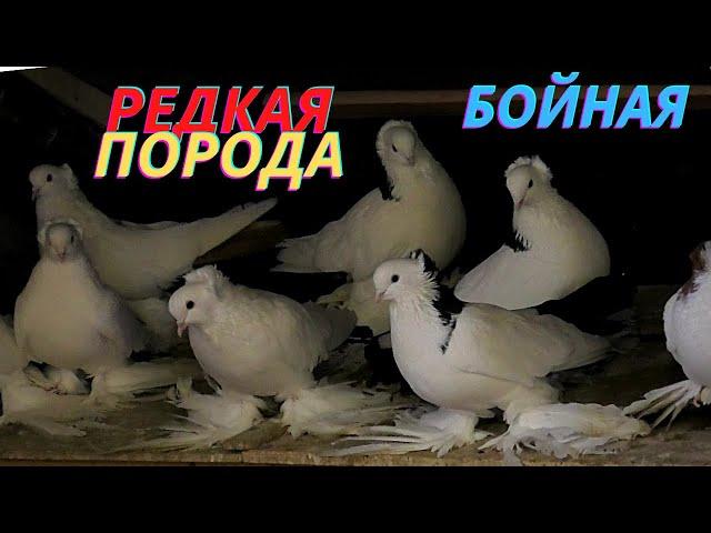 Редкая порода голубей в Астрахани!