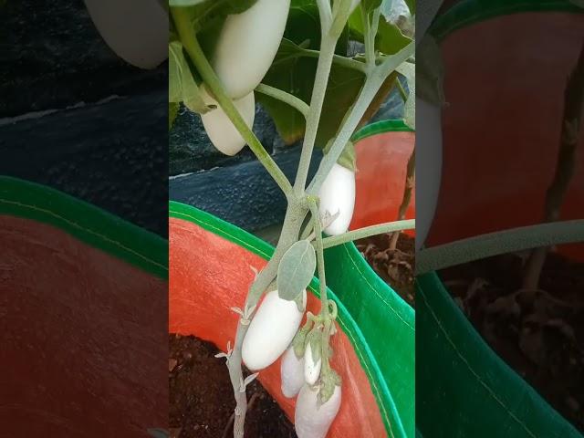 #my garden Brinjal harvesting