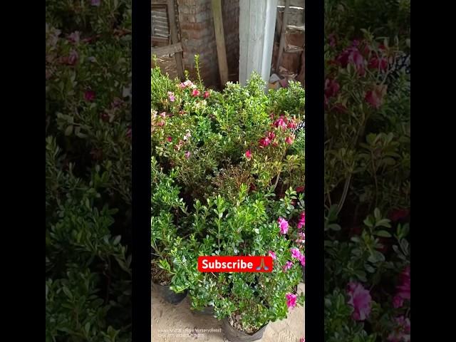 Beautiful flowers garden 🪴 #nature #flowers #garden #trending #youtubeshorts #plants #shorts