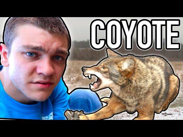 I TRAPPED A COYOTE!