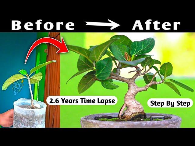 Baniyan Mame Bonsai Time Lapse 2 Year 6 Months