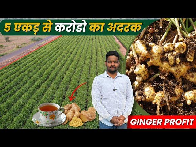 अदरक🫚 के खेती से मालामाल Ginger🫚 Farming | Good Income Farming | New Agriculture Technique 