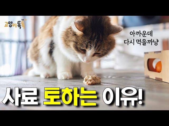 고양이가 사료를 토하는 3가지 이유