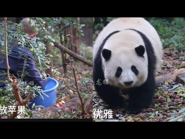 2024.12.26谭爷爷为花花和叶准备丰富的午餐，花花准时出门，和叶到我们参观结束都没有出来