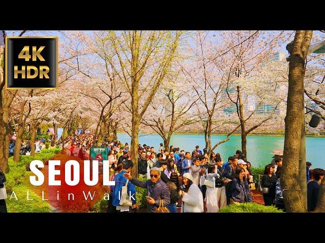 4K Seoul - Jamsil Seokchon Lake Cherry Blossom Festival | Korea | 4K HDR | 4K Walk