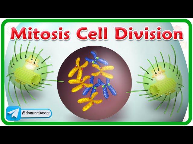 Mitosis Cell Division Animation | Phases of mitosis | Cell Cycle