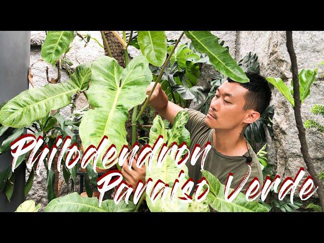 Philodendron Paraiso Verde care and propagation