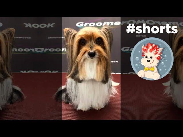 Biewer Yorkshire Grooming