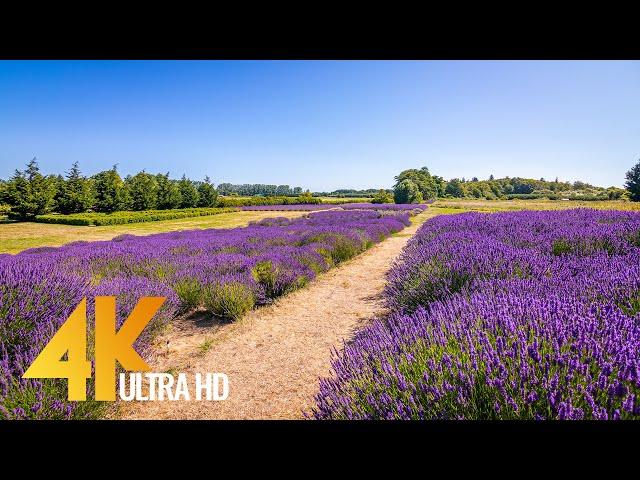 Soothing Views of Jardin Du Soleil Lavender Farm, Sequim, WA - 4K Relax Video with Nature Sounds