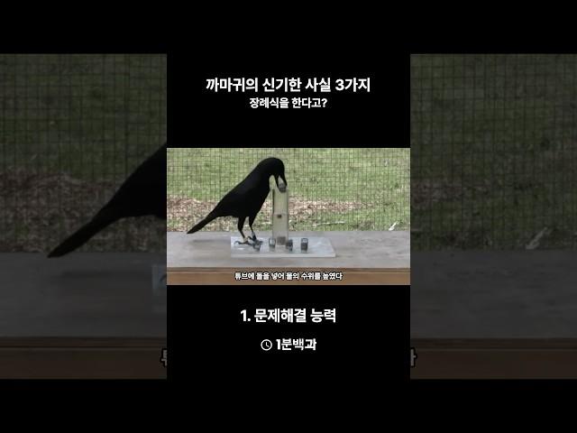 까마귀의 신기한 사실 3가지 #1분백과 #쇼츠 #지식 #상식