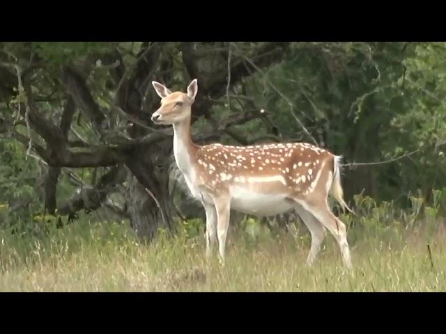 Wandeling Amsterdamse Waterleidingduinen