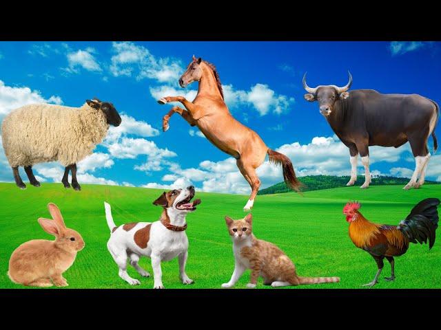 Familiar Animals - Horse, Buffalo, Chicken, Dog, Cat - Animal World