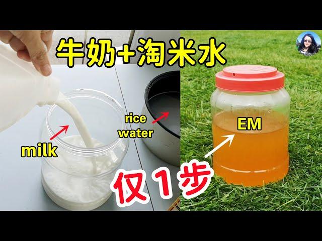 ONLY 1 Step! Easiest Way to make Effective Microorganisms | Rice water + milk 土壤活力菌, 護根壯苗