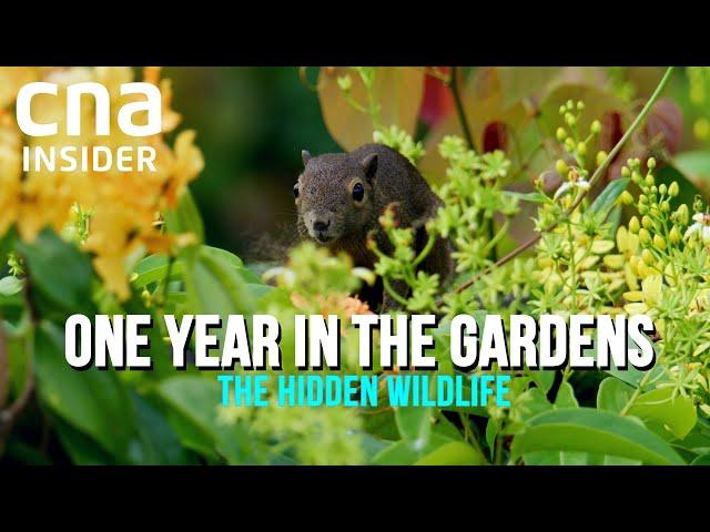 Secret Lives Of Wildlife in Singapore's Botanic Gardens | One Year In The Gardens (Part 1/2)