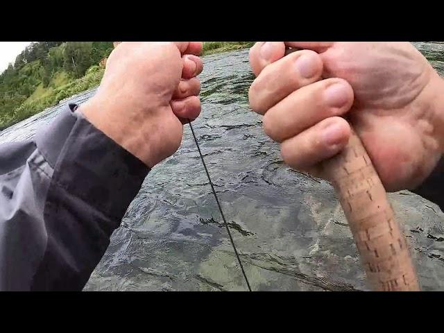 Toåa river 5 kg salmon July 2020