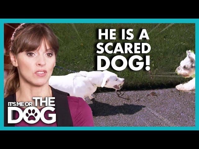 Dog's Aggressive Behaviour is Getting Worse | It's Me or The Dog