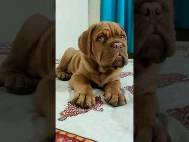 French Mastiff Puppy | Dog Kennel / Dog Farm Breeding Puppy | Puppies for Sale