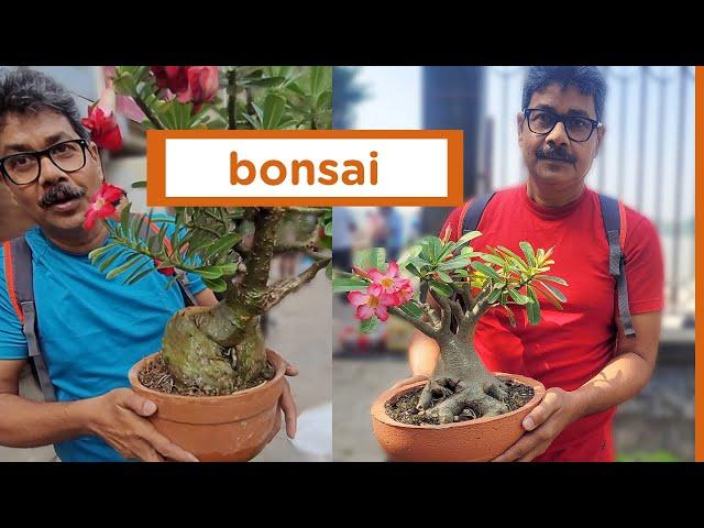 Exclusive Bonsai Collections The Beauty Of Bonsai