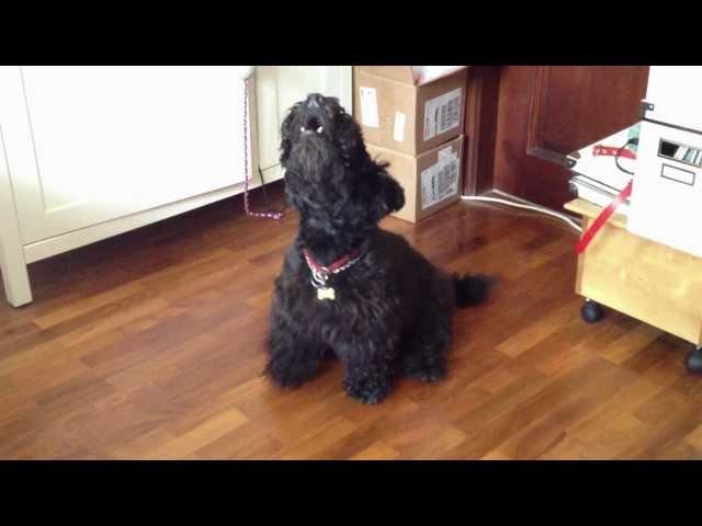 Max the Singing Scottie