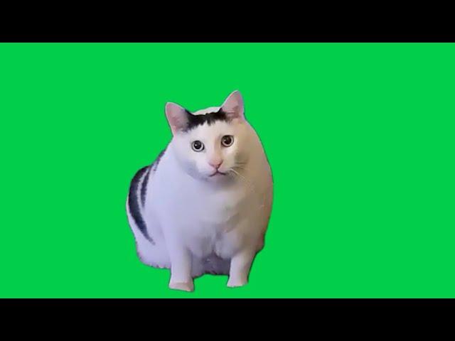 Huh Cat Meme Green Screen