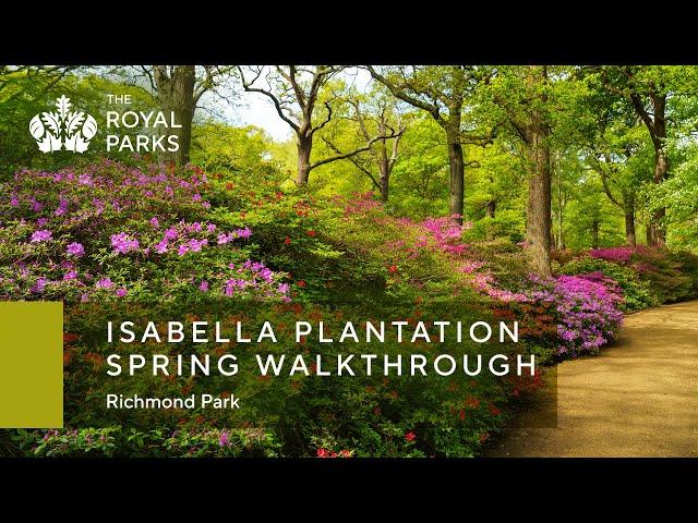 Isabella Plantation in Richmond Park spring walkthrough | The Royal Parks