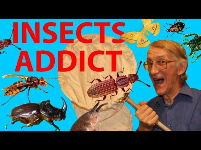 Insects & Spiders Addiction and Obsession? Love of Insects Study, Entomology. Your Best Insect?