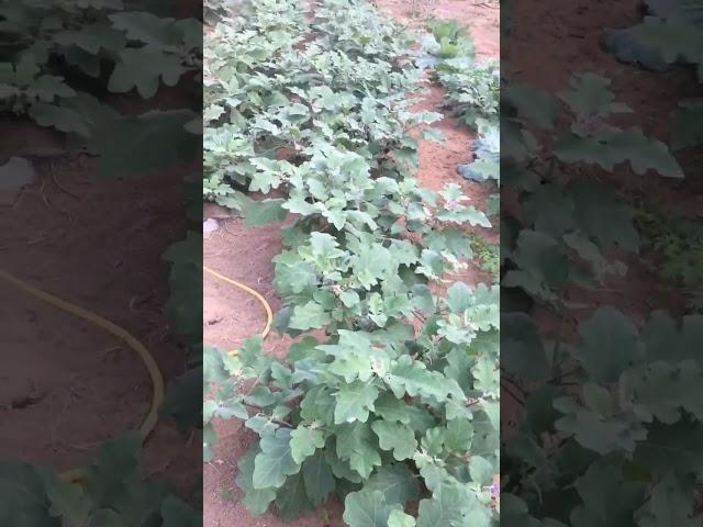 Backyard garden In UAE