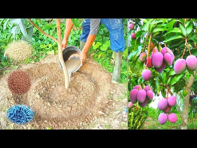 3 types of NPK fertilizers most powerful for mango plants